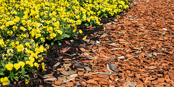 Wood Chips vs. Bark Mulch: Which to Use for my Garden