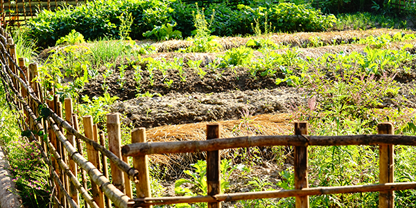 5 Simple Steps to Start a Permaculture Garden