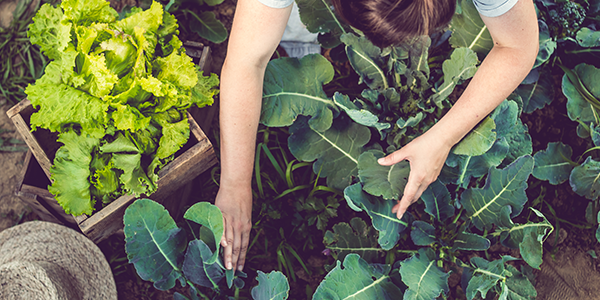 6 Sustainable Gardening Practices