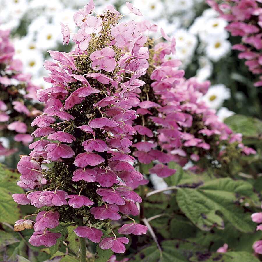 Easy-Care Shrubs You Can Plant Now