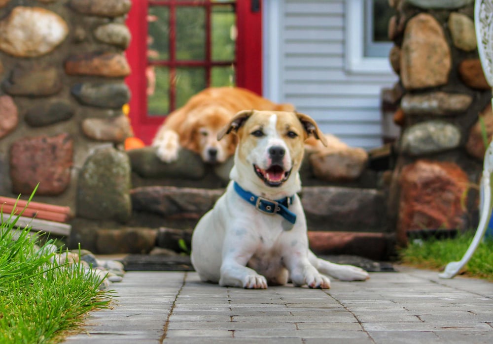 Making Your Yard Pet-Friendly in Winter