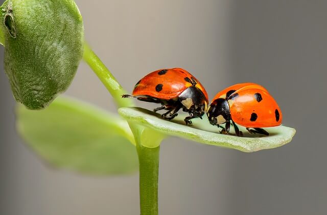Insect Control Plants for Your Garden