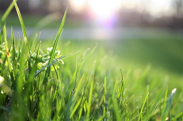 7 Tips for Fertilizing Your Lawn This Spring