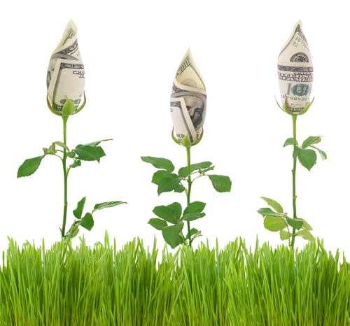 Money flowers Money flowers