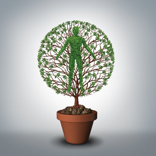 Overall wellness plant Overall wellness plant