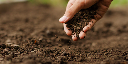 Topsoil vs Garden Soil: Everything You Need To Know